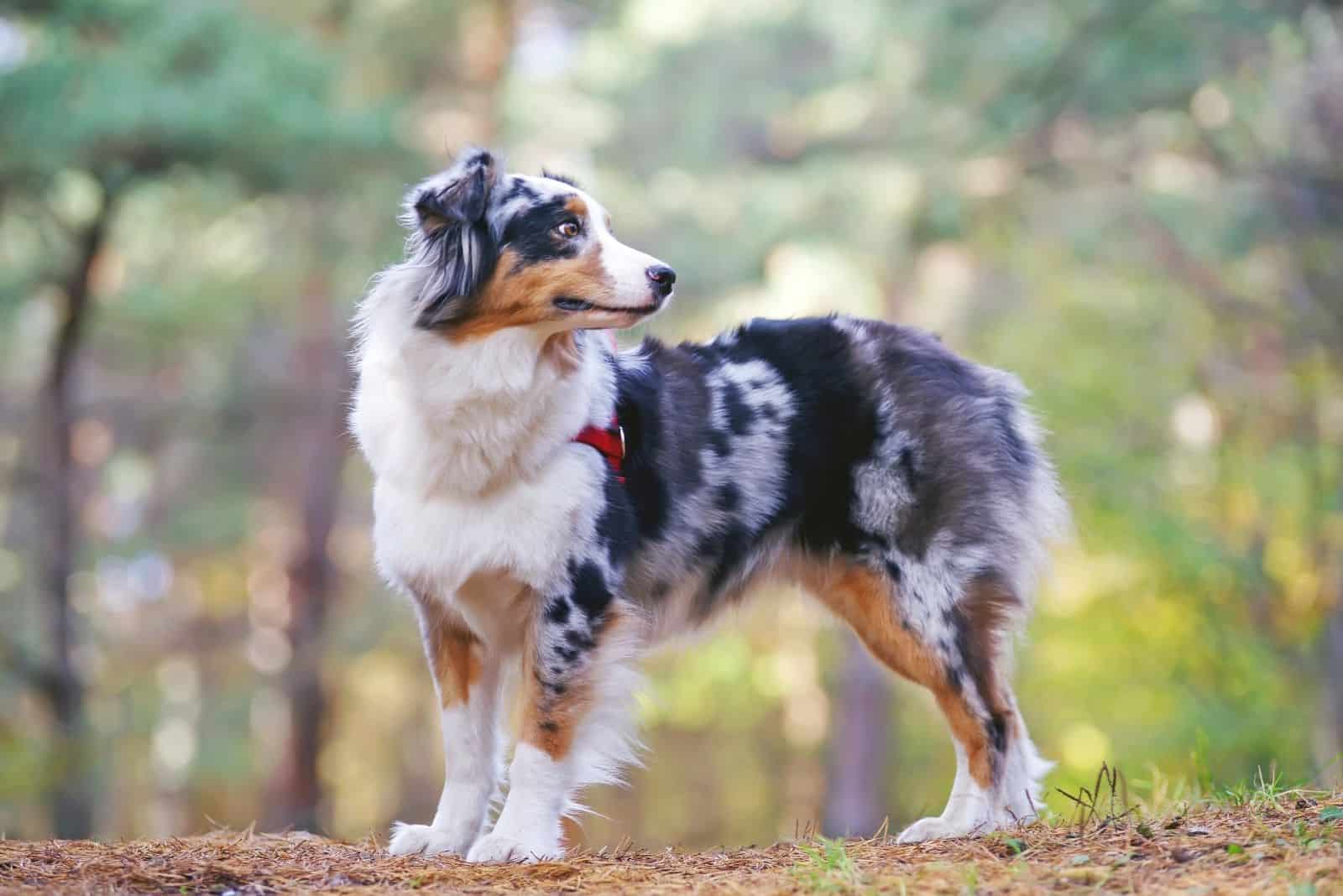 australian shepherd dog with harness staying in the forest