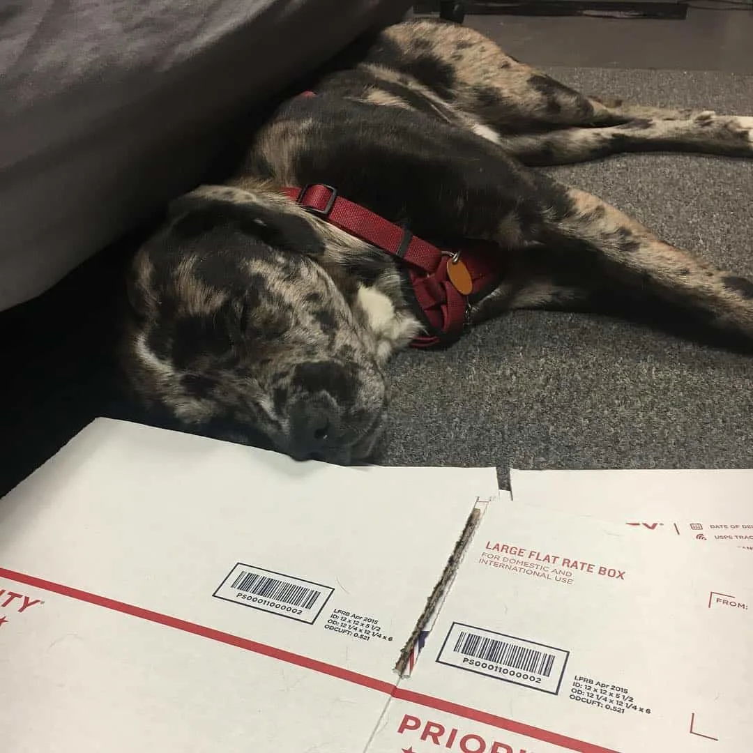 australian shepherd cane corso mix