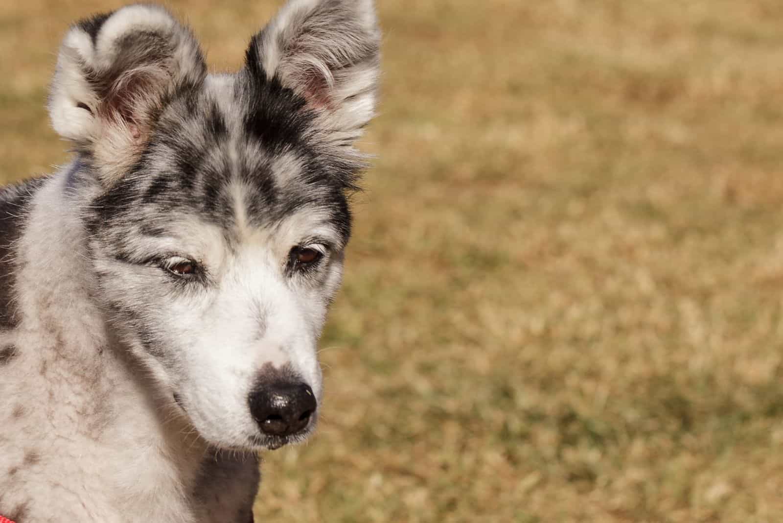 australian shepherd mixed dog on the side of the image