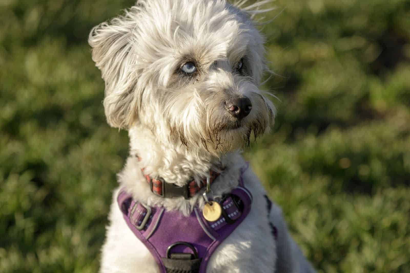 australian shepherd poodle mix dog with a harness on chest