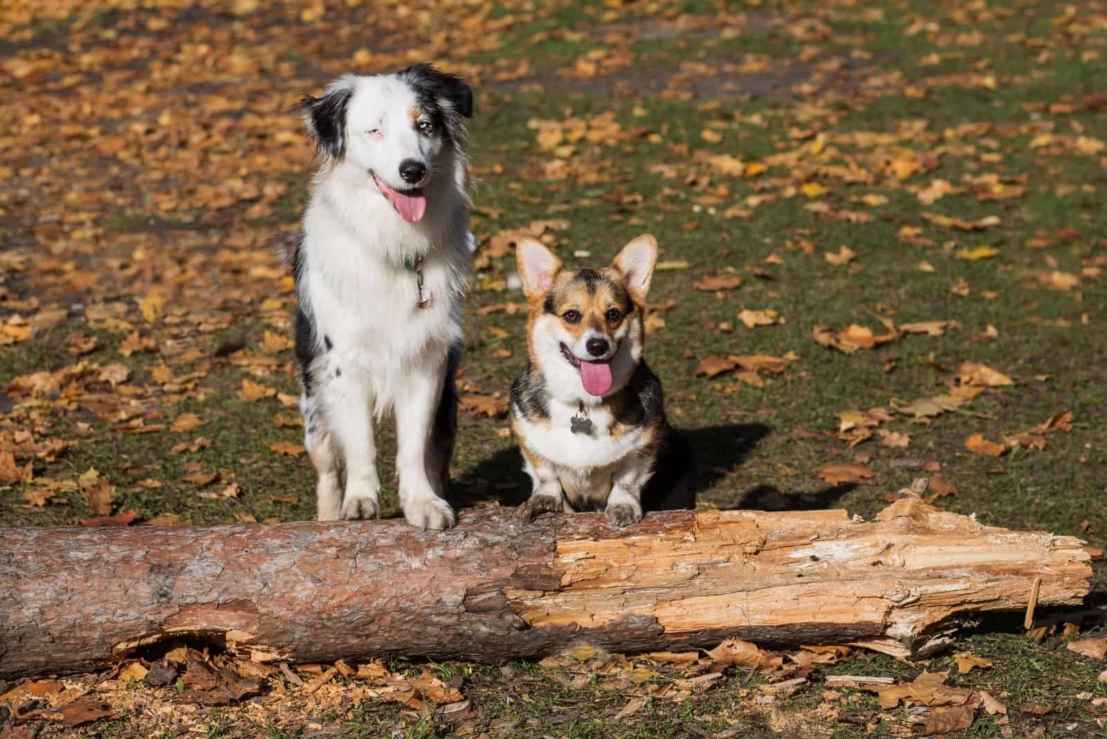 australian shepherd with corgi in front of a bark in the woods