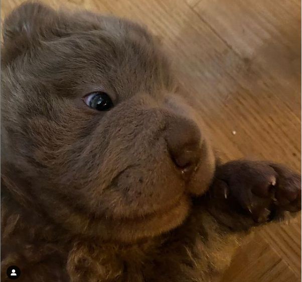 baby bear noah the bear coat shar pei in close up image