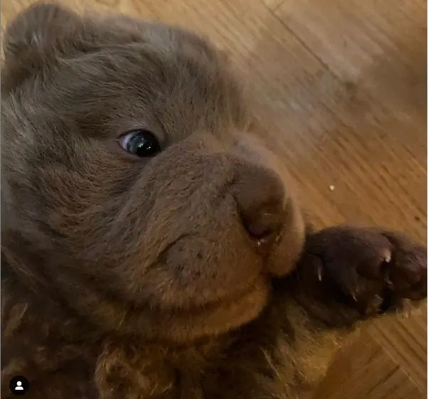 baby bear noah the bear coat shar pei in close up image