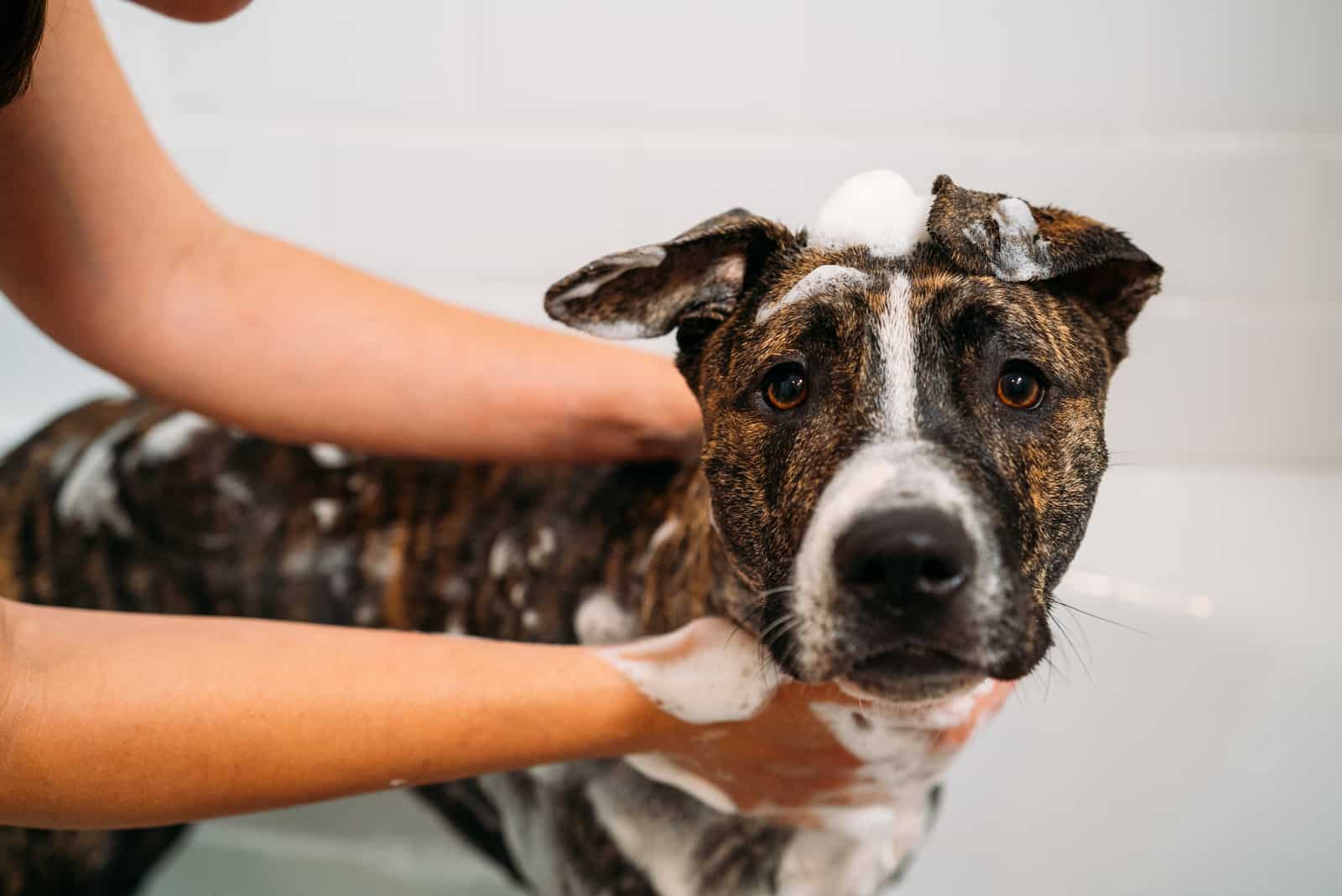 bathing beautiful pitbull dog