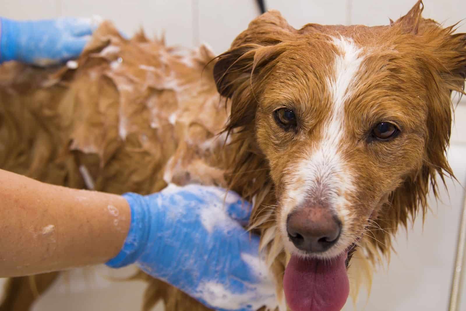 bathing border collie in the tub by a person