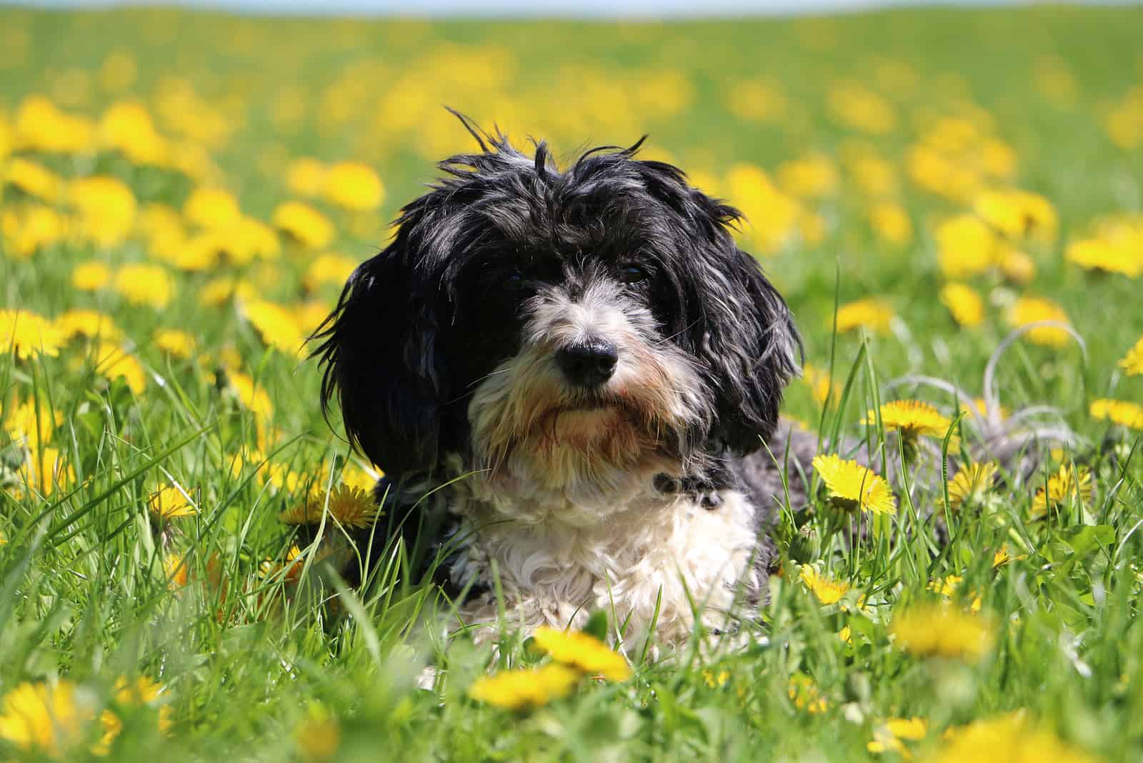 bautiful havenese is lying on a field with dandelions