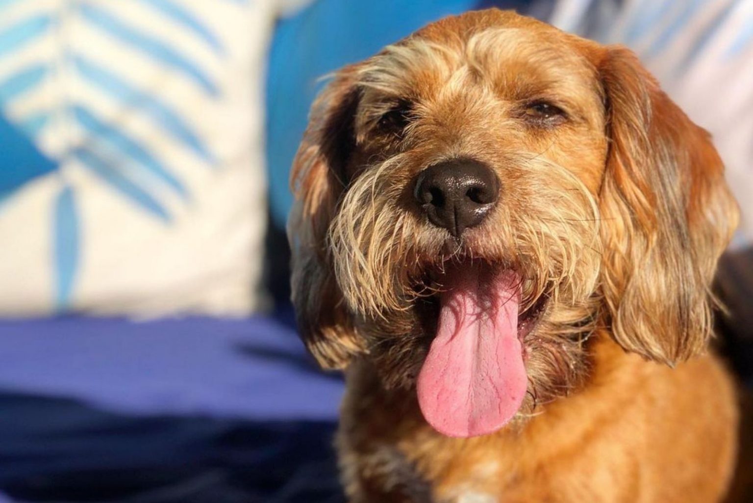 Beagle Poodle Mix A Dog That Will Melt Your Heart