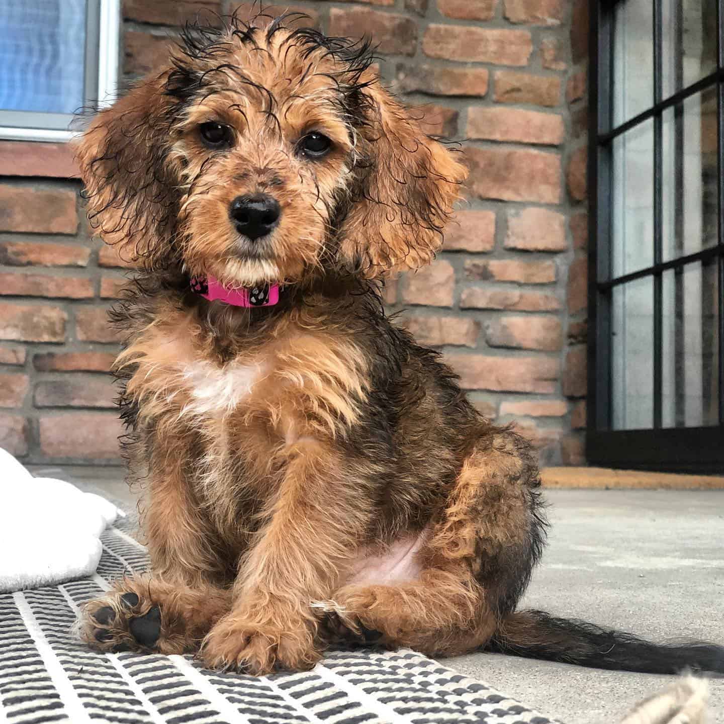 beagle poodle mix puppy