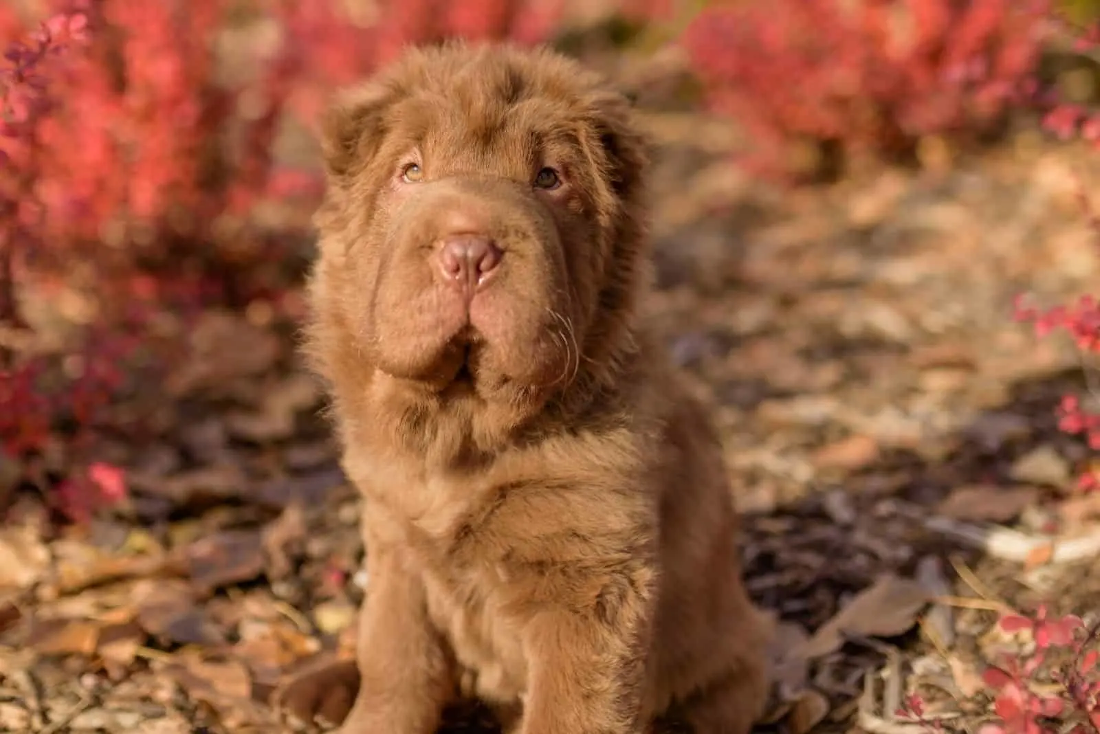 bear coat shar pei puppy in the autumn forest 
