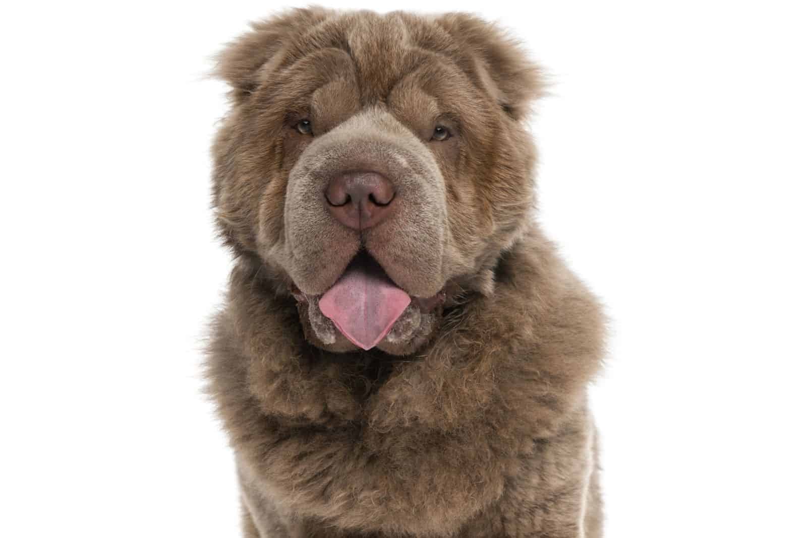 bearcoat sharpei puppy standing with tongue sticking out