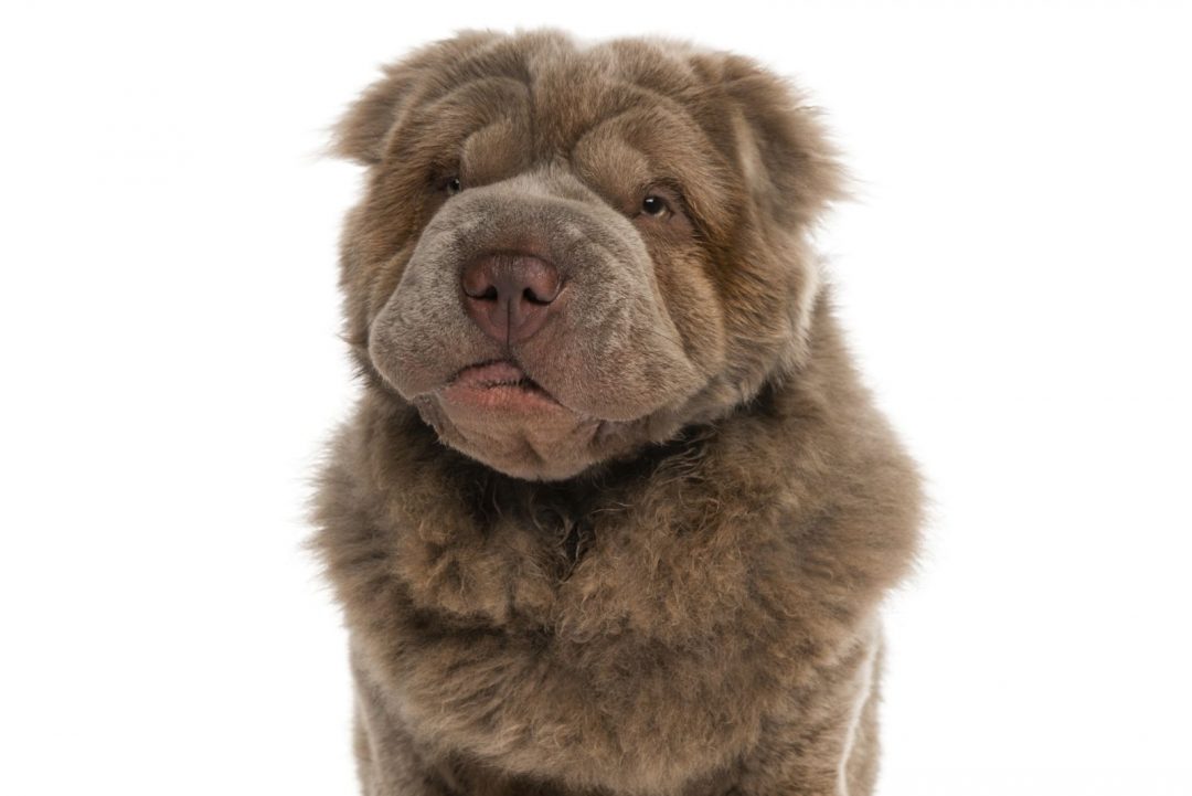mini bear coat shar pei for sale