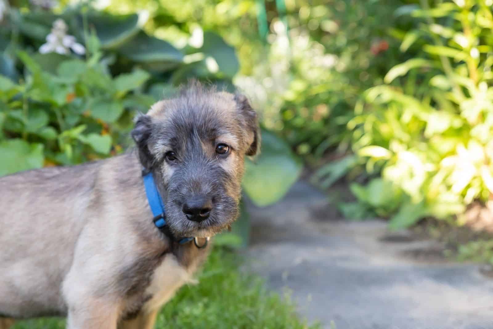 beautiful 2 month old dog irish wolfhound in the garden