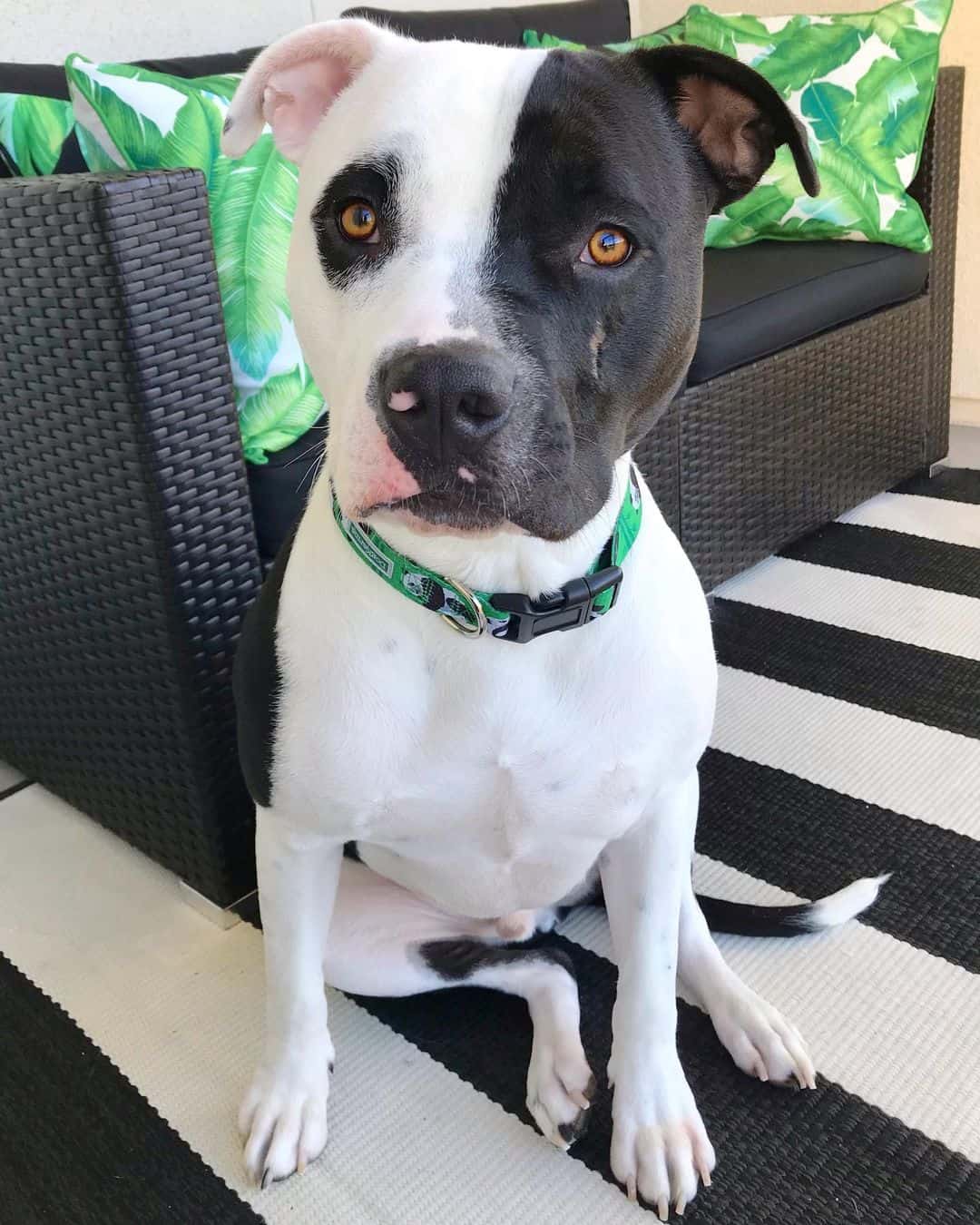 beautiful Black And White American Pitbull