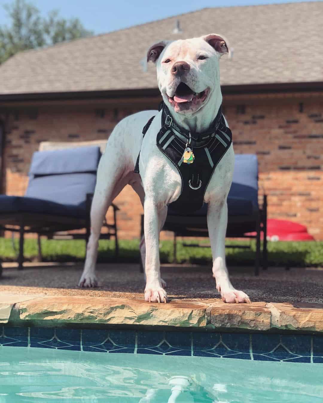 beautiful White Pitbull standing by the pool
