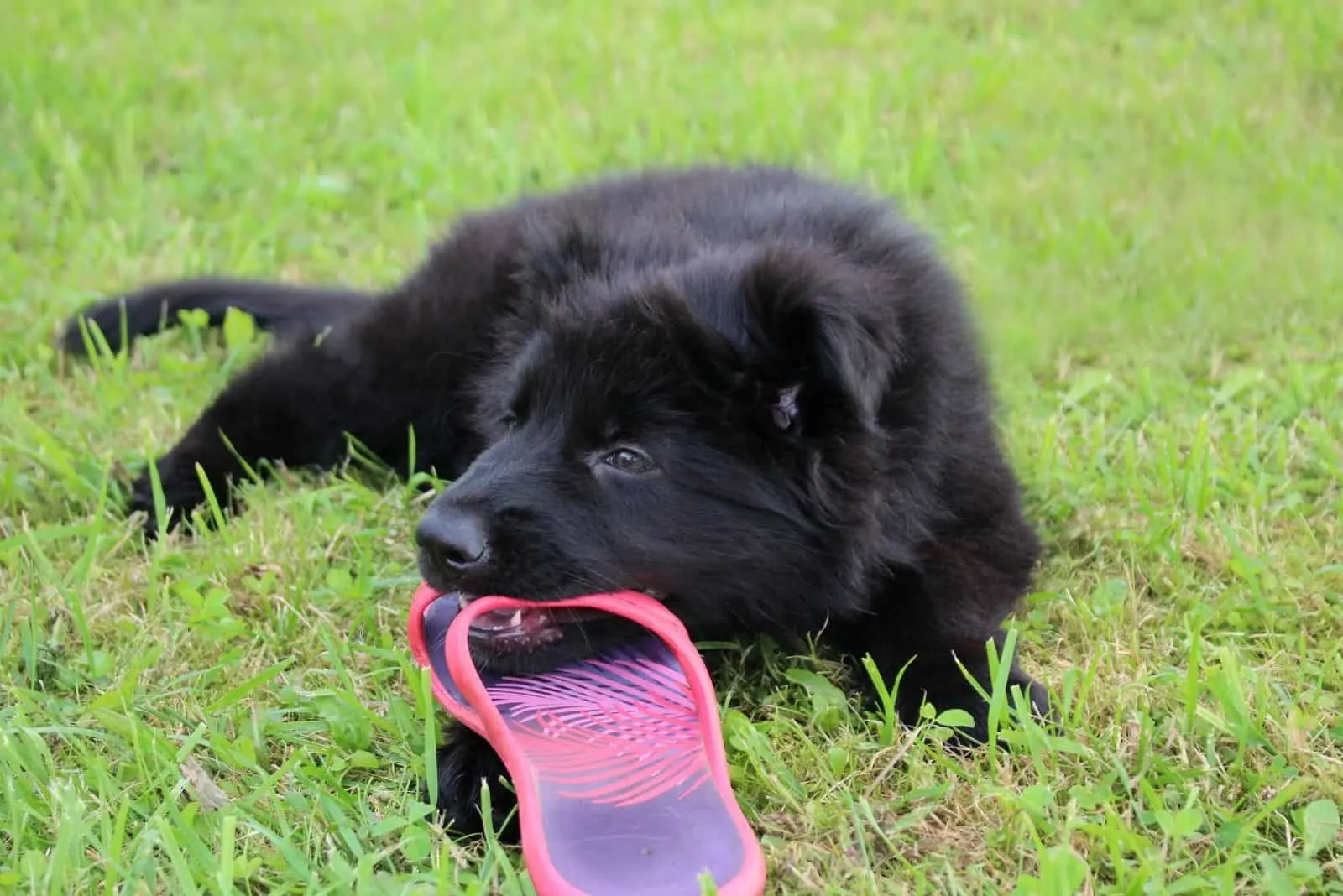 beautiful black german shepherd puppy biting on a slipper in the field