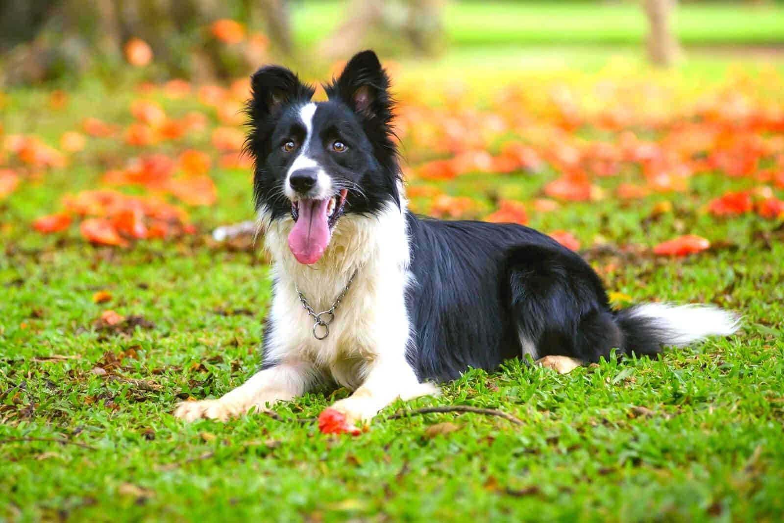 beautiful border collie lying down on the green grass