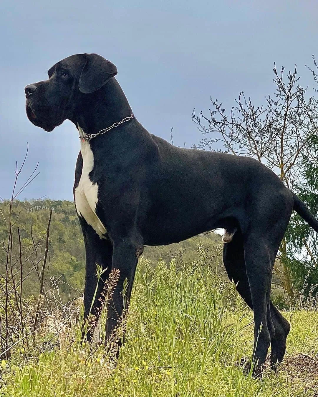 beautiful great dane dog standing on the grass