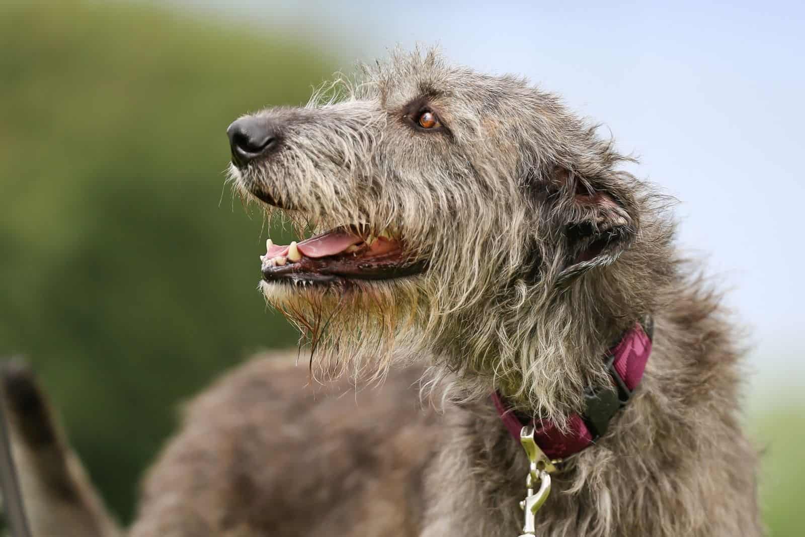 beautiful head shot of an irish wolfhound looking back