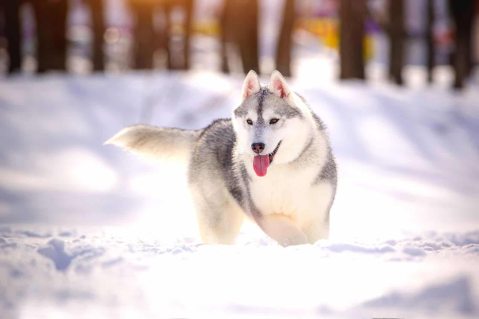 beautiful husky siberian dog in the snow outdoors