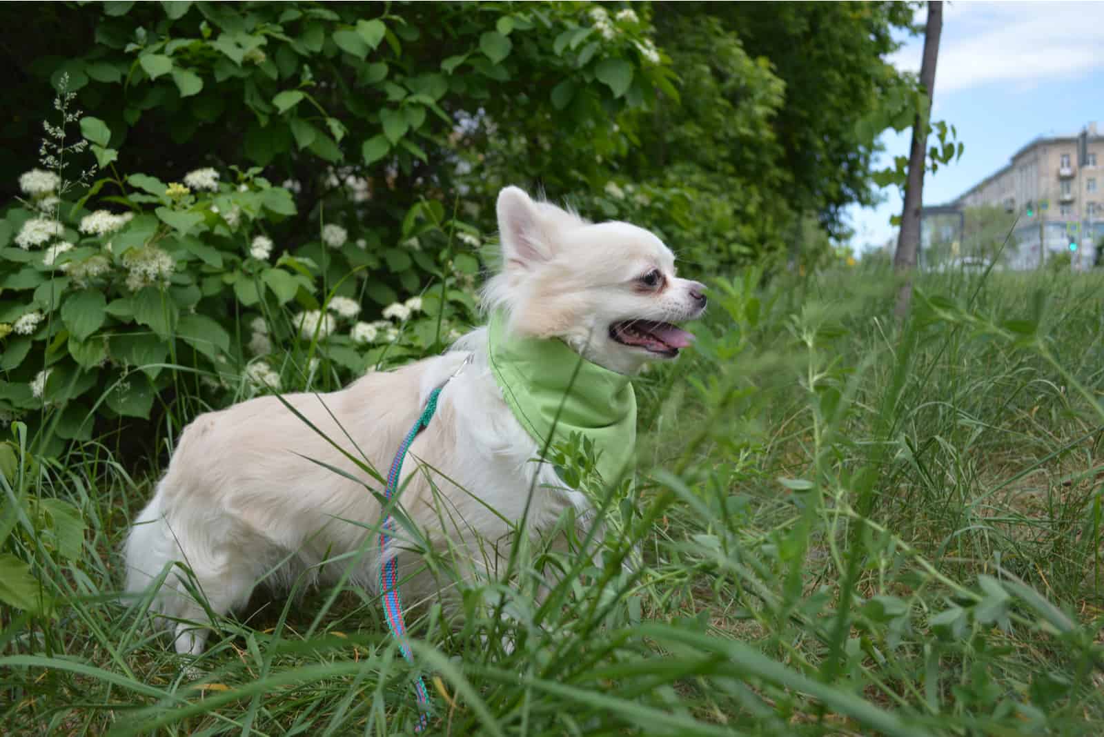 beautiful white long-haired Chihuahua dog