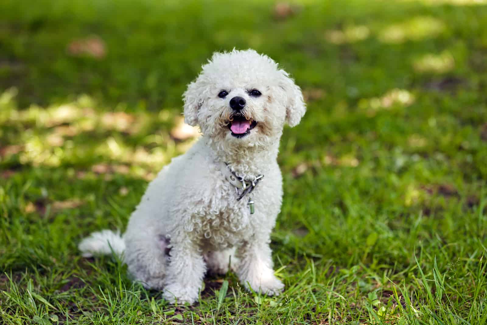 bichon sitting in grass in the park