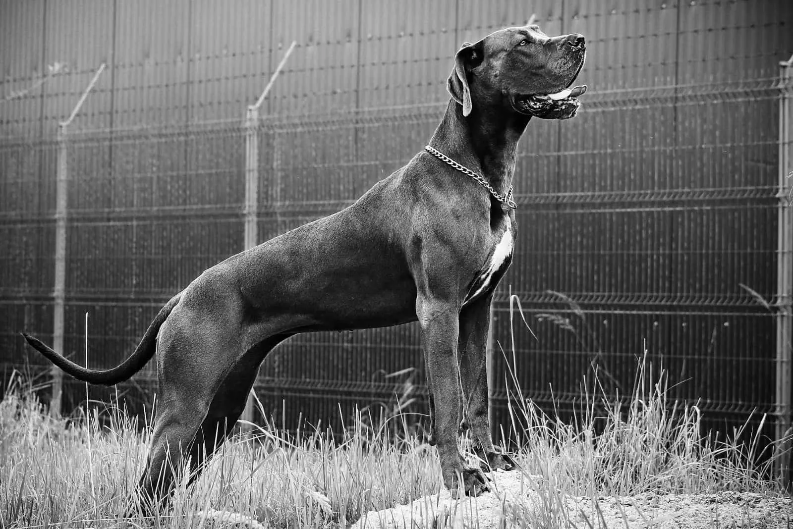 big great dane standing in sideview in black and white