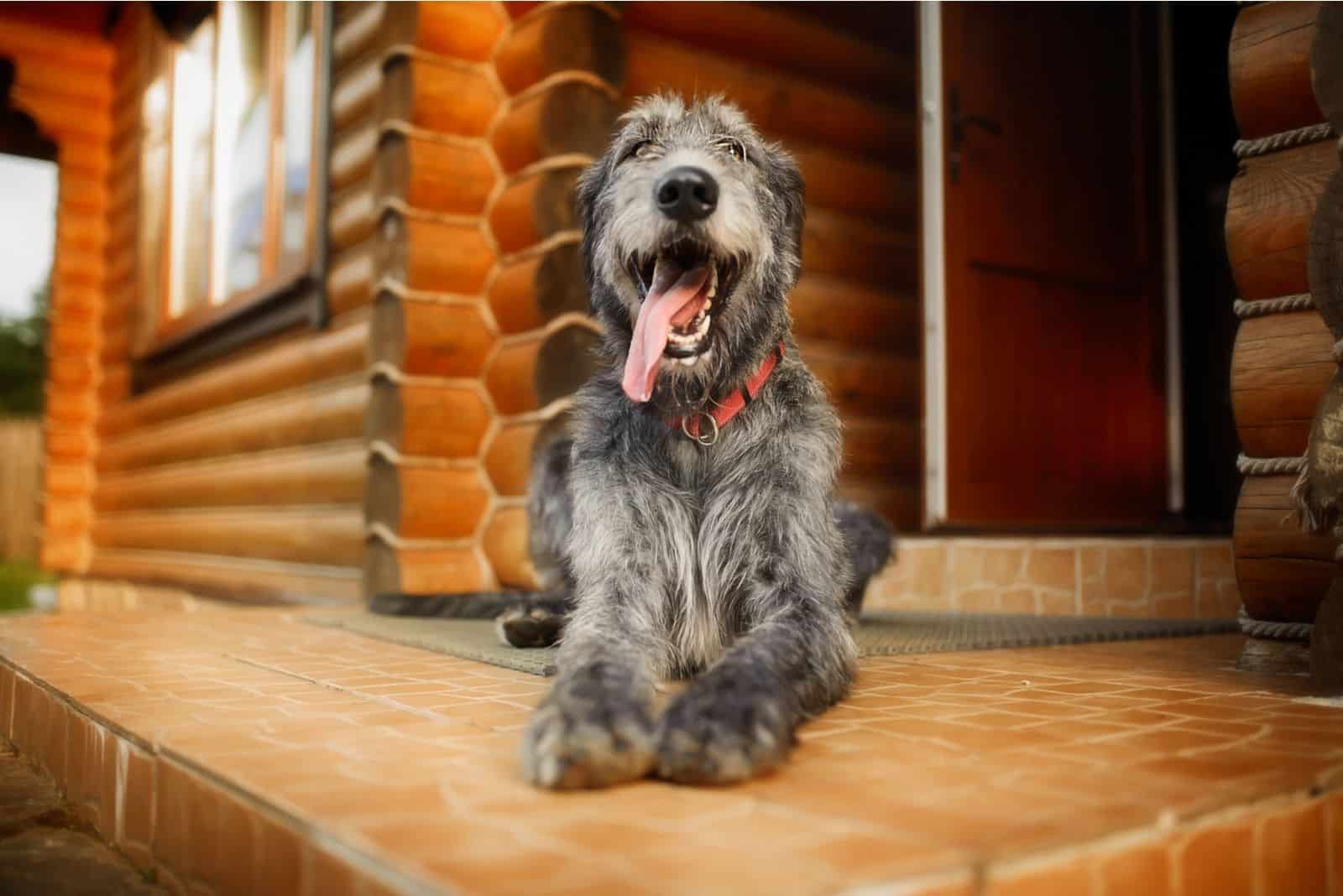 big irish wolfhound posing outdoors behind a wooden house