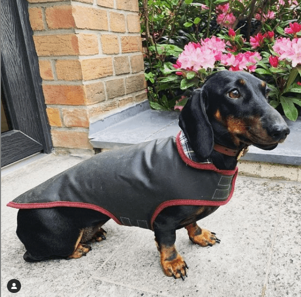 black Dachshund