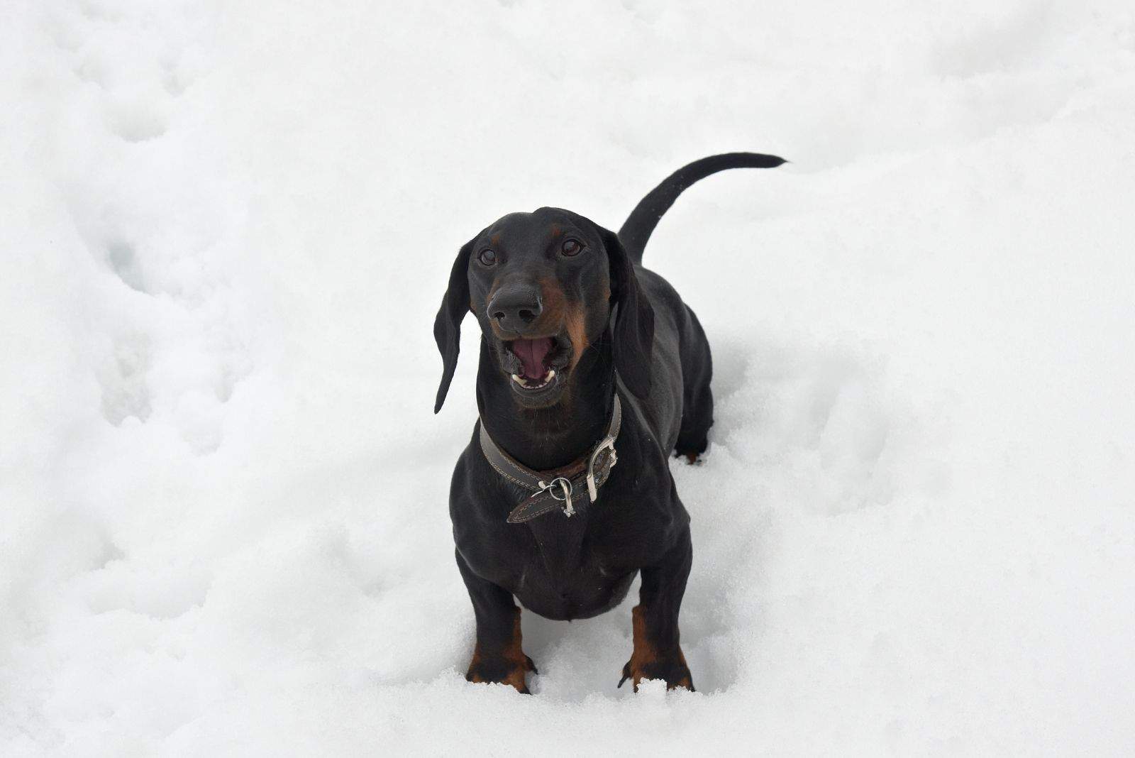 black and tan barking dachshund standing in the snow