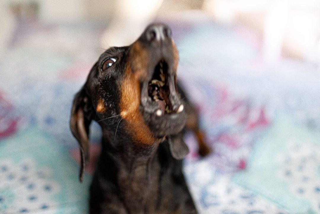 Dachshunds Barking 8 Causes And 11 Tips For Prevention