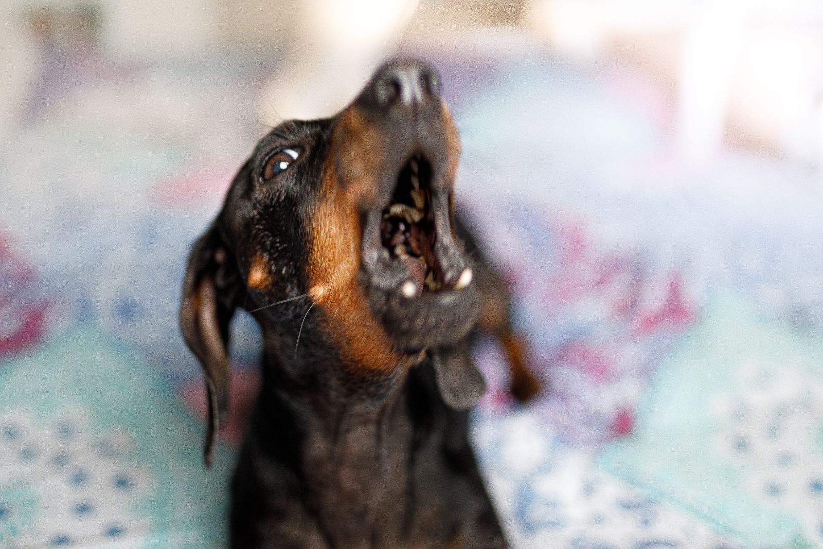 black and tan dachshund barking inside the bedroom