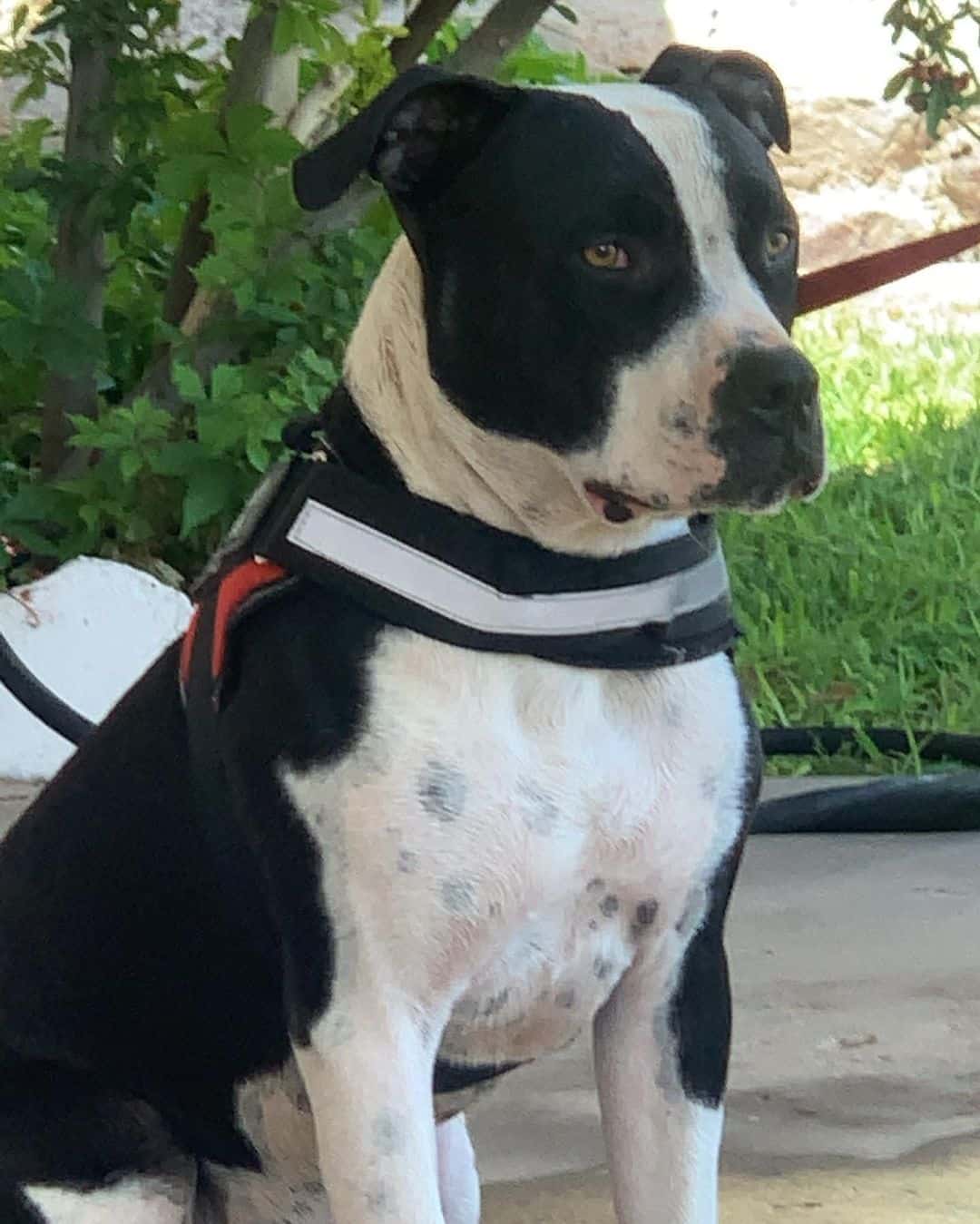 black and white Pitbull dog sitting outdoors