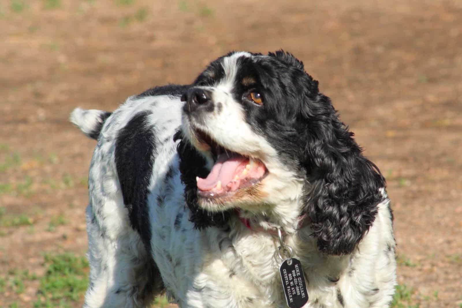 black and white cocker spaniel barking outdoors