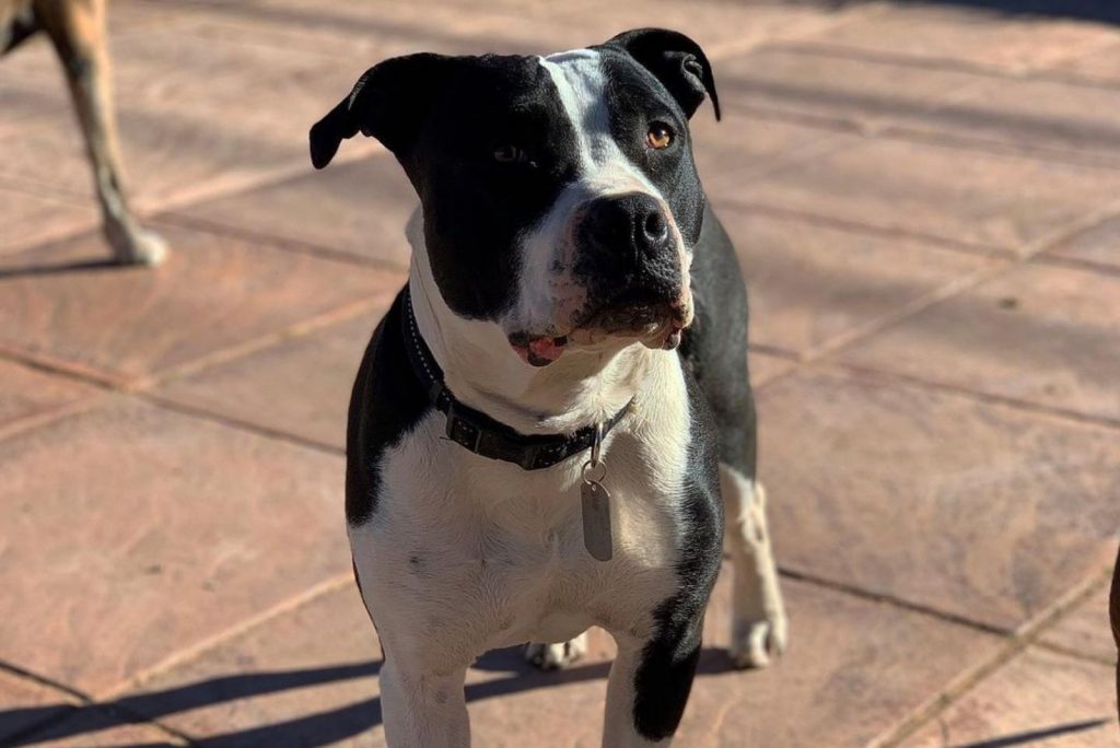 Black And White Pitbull A Sweetheart That Breaks Stereotypes