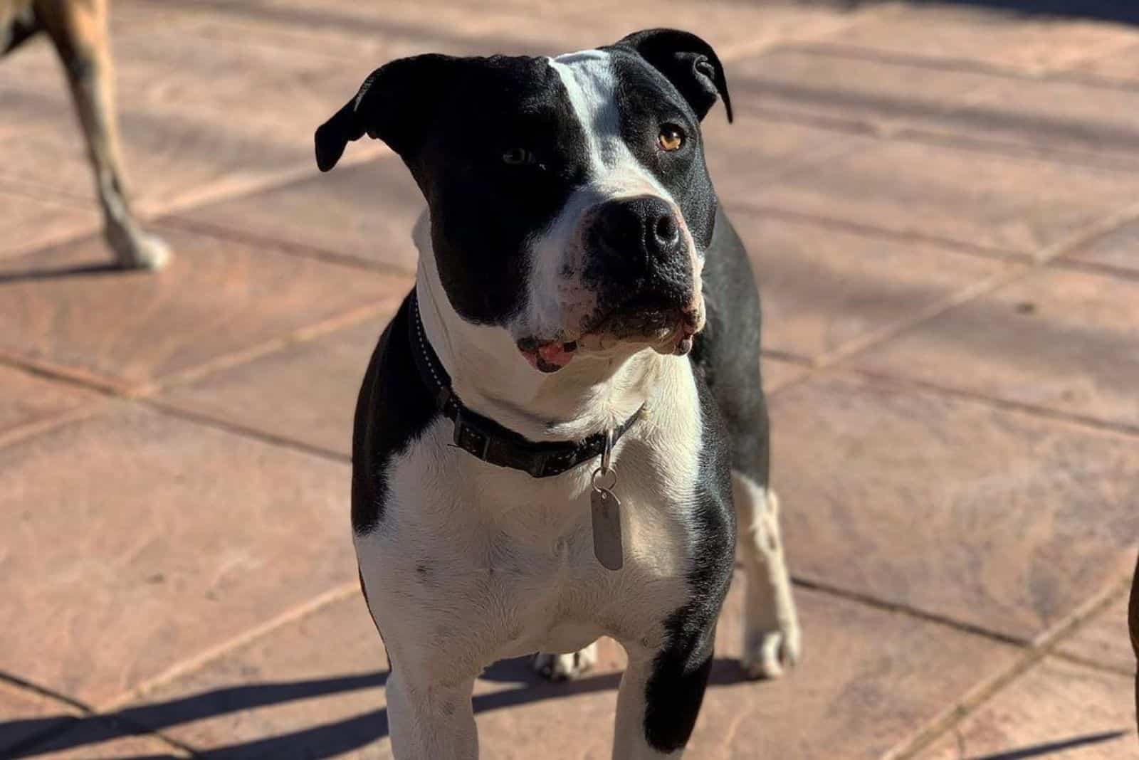 black and white pitbull (1)