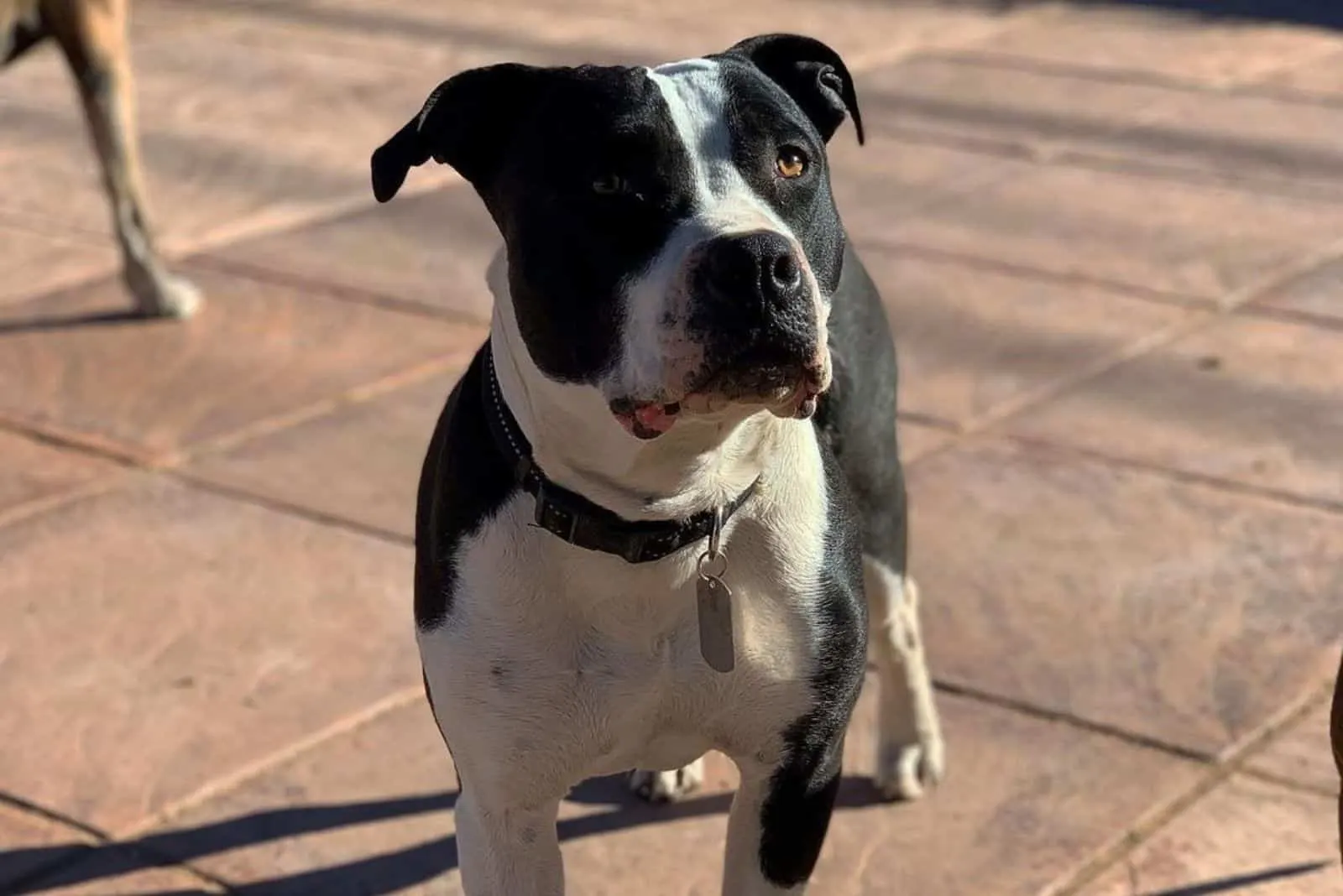 black and white pitbull (1)