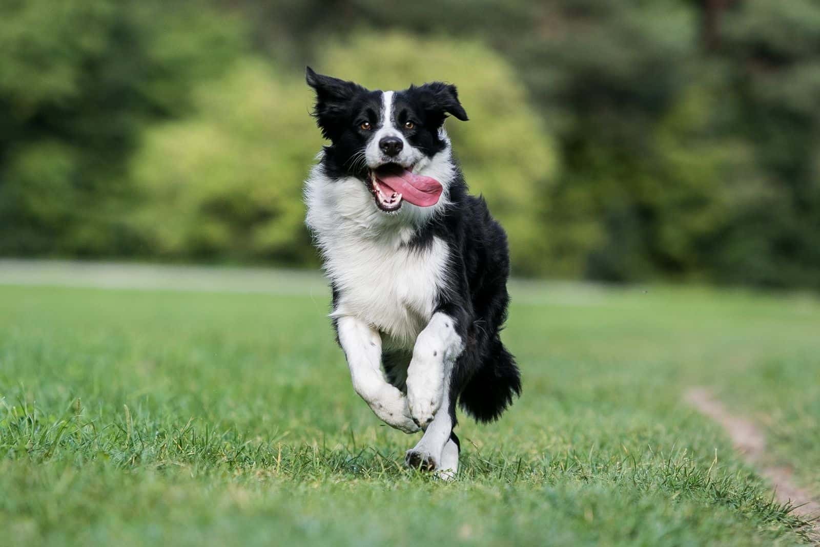 black and white border collie running with tongue out