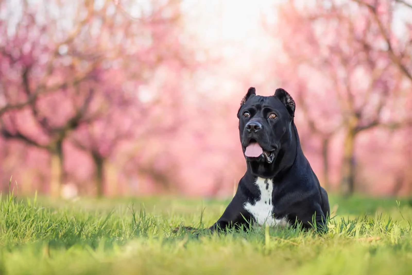 black cane corso in the blossoming park