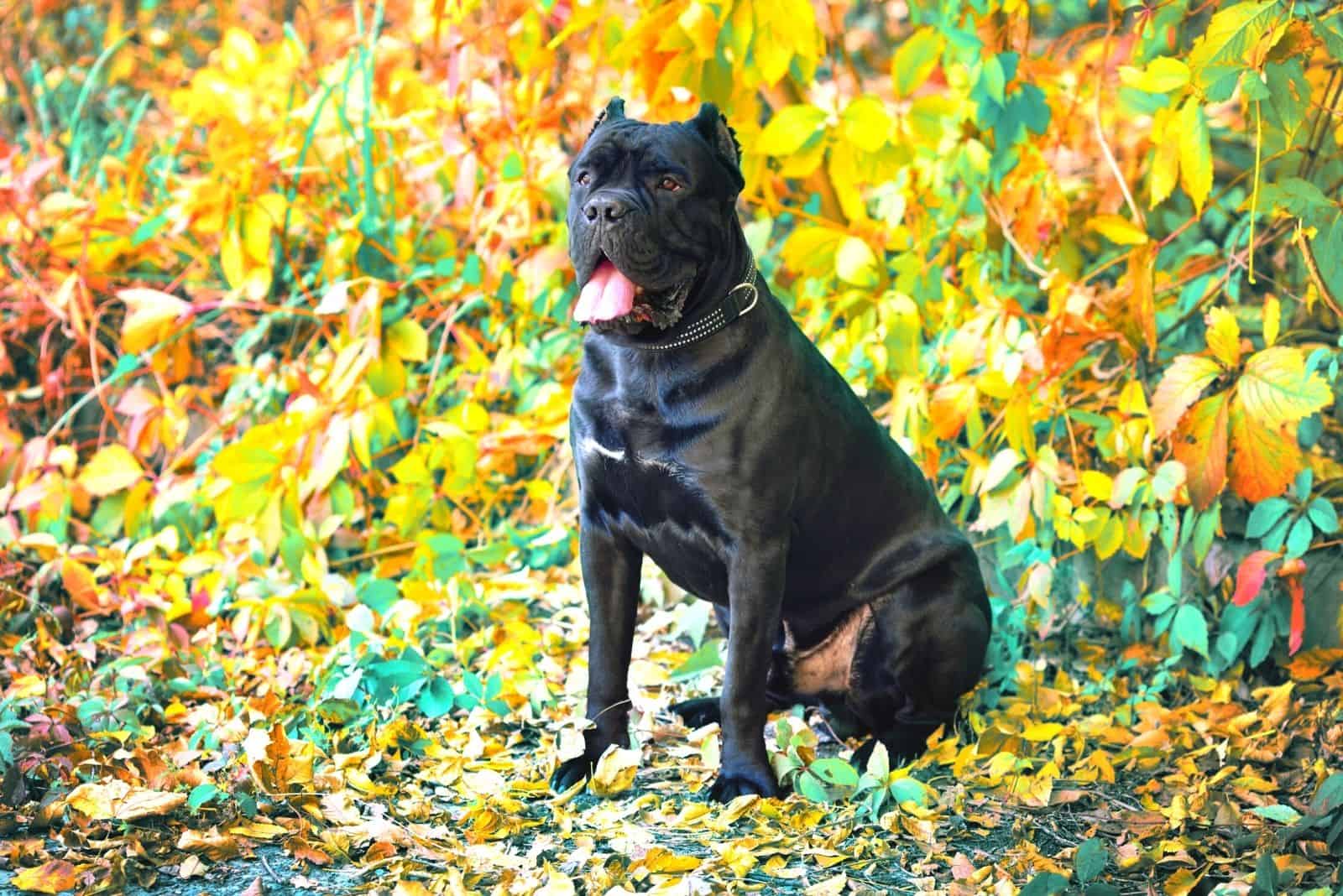 black cane corso standing in the autumn forest