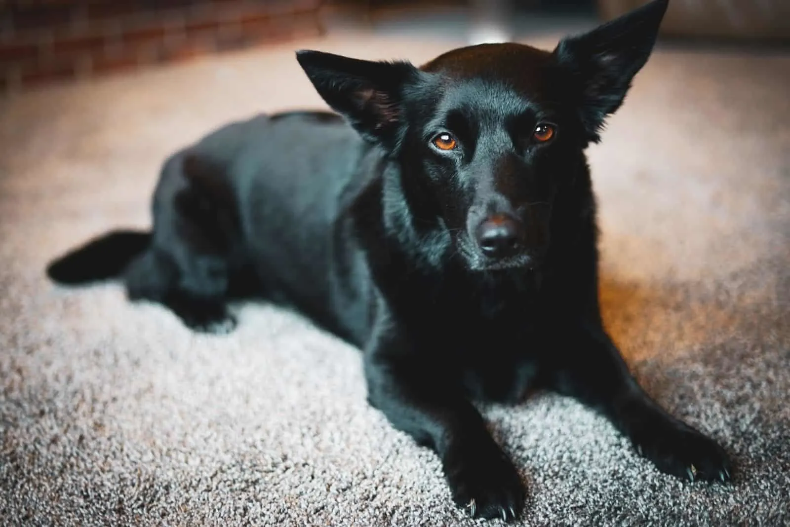 black corgi lab mix breed dog lying down in a rug