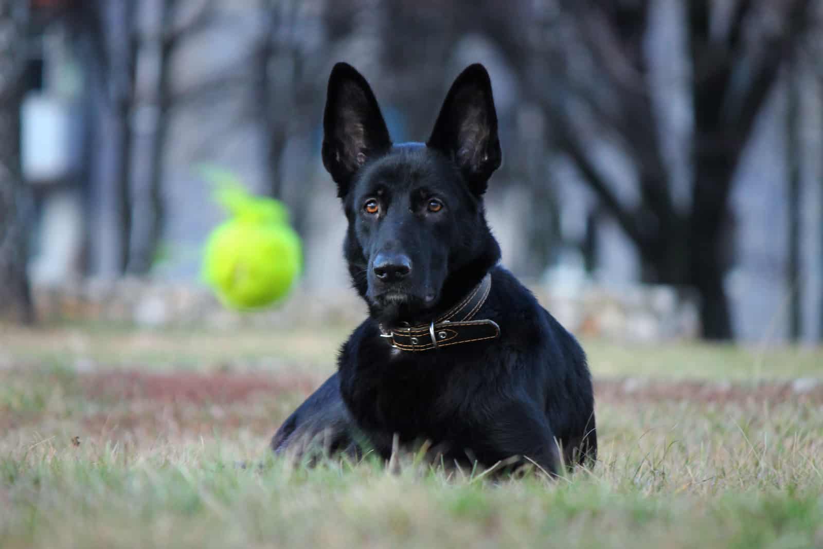 black eastern european shepherd