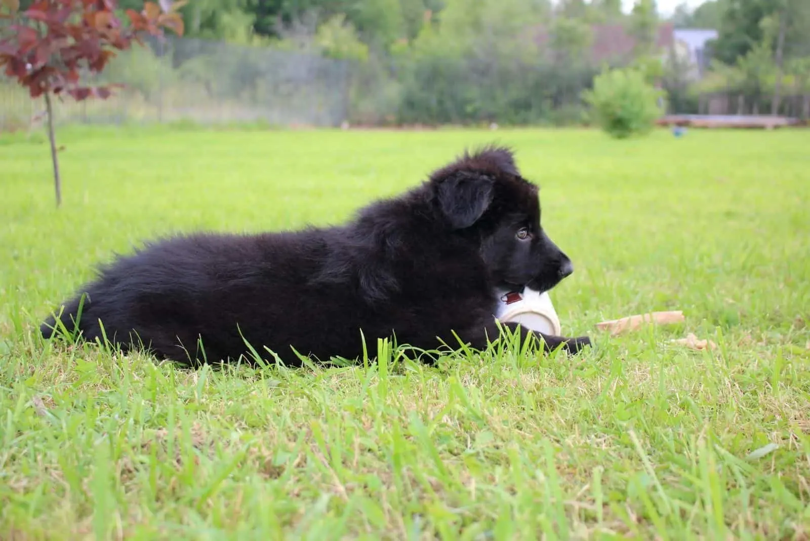 black german shepherd puppy biting on a ball in the field