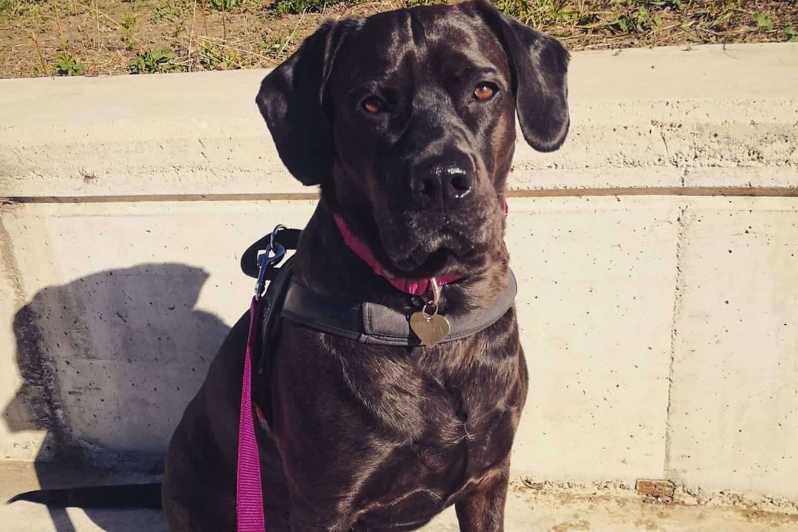 black labrador corso