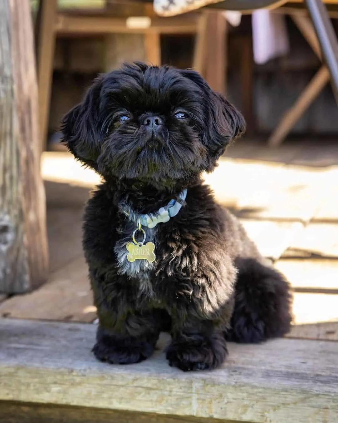 adorable little black shih tzu dog