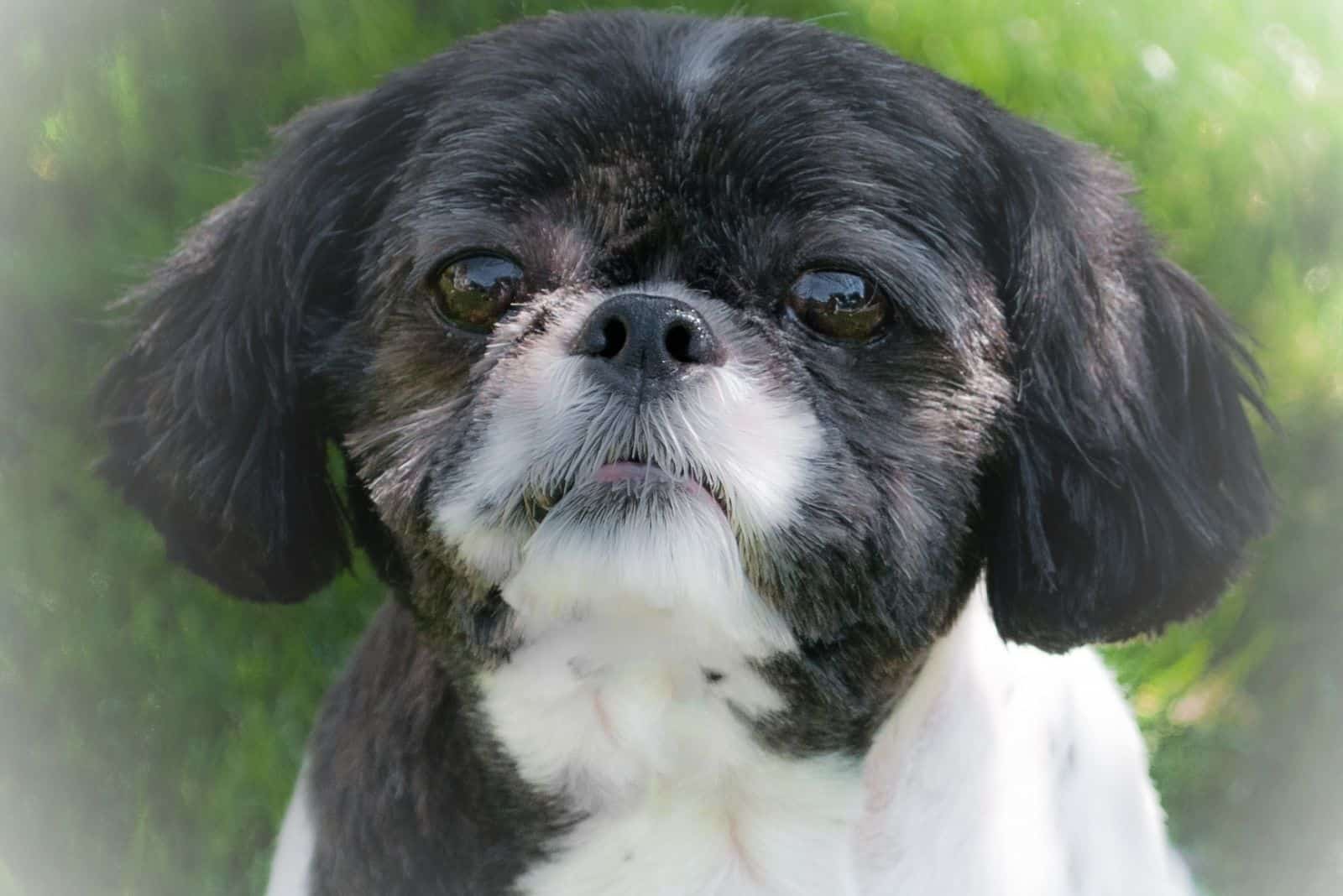 black white shih tzu puppy in close up image outdoors