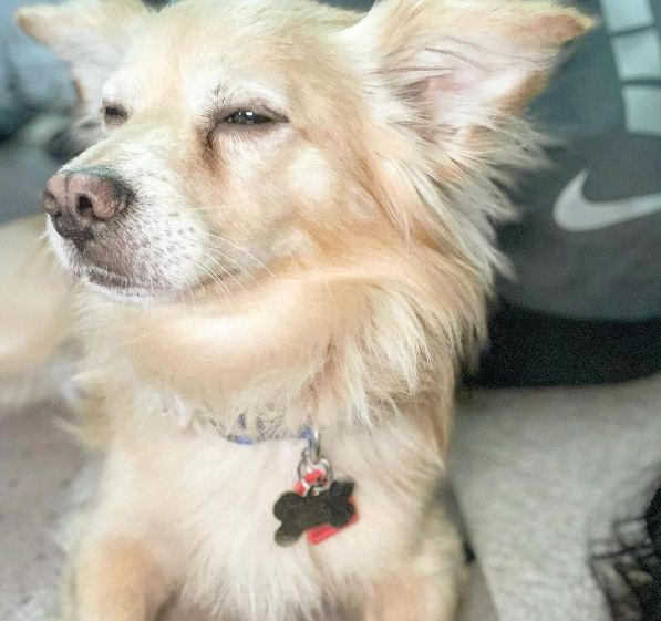 bleu the bestie the corgi pomeranian mix posing inside the house