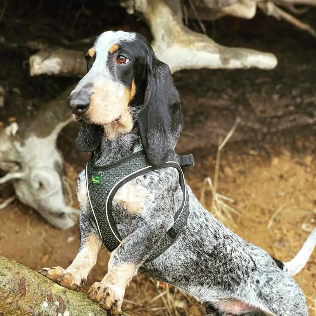 blue basset hound dog in nature