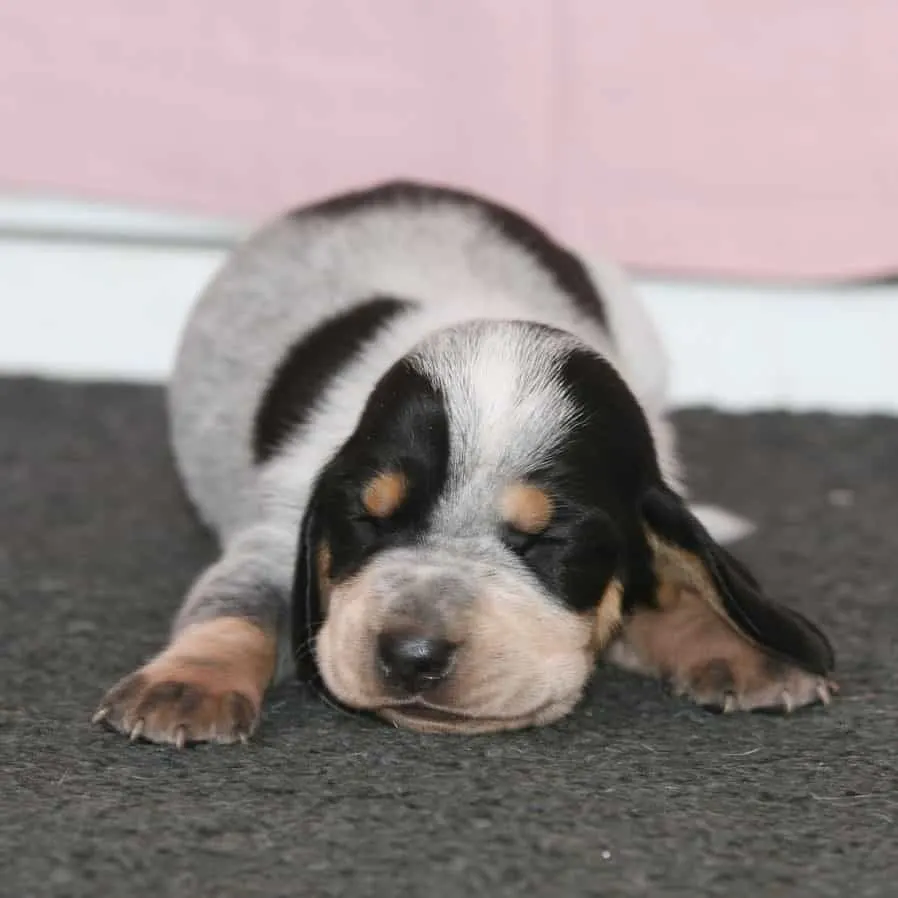 blue basset hound puppy