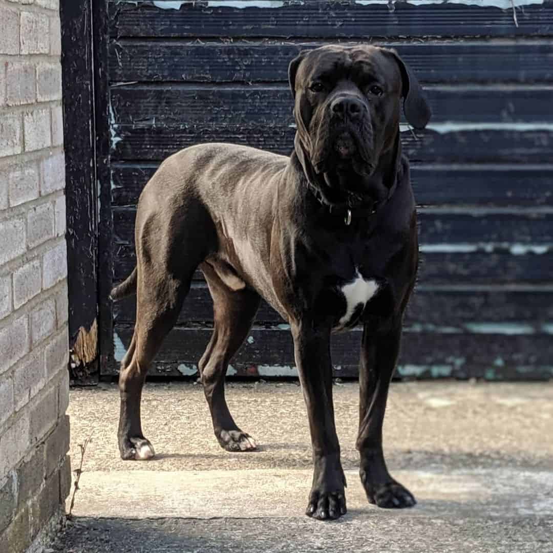 blue blood cane corso