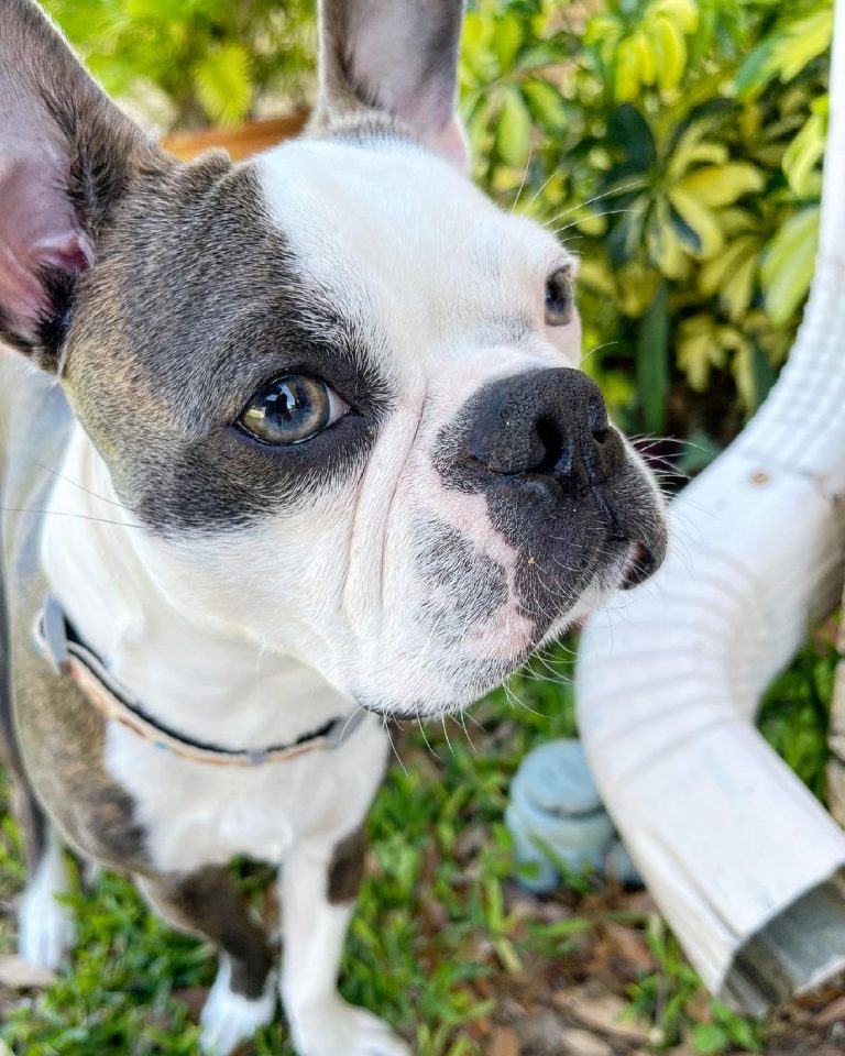 Blue Boston Terrier An American Gentleman Ready To Charm You